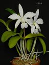 Cattleya violacea f. alba x sib ('OCN White' x 'Valter Rocha') (Ching Hua Orchids) 